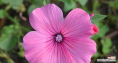 深情款款、爱意浓浓 浪漫花语