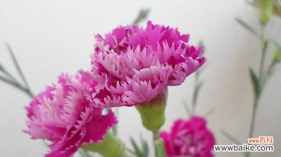 以牡丹为主题的花语描述愧疚的心情 花语愧疚-深情无言的忏悔