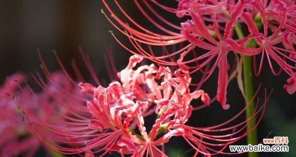 以牡丹为主题的花语描述愧疚的心情 花语愧疚-深情无言的忏悔