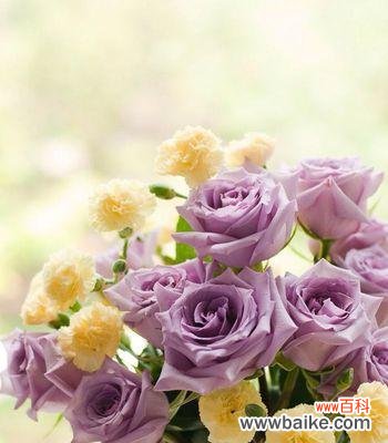 细数蓝色风信子花语 梦境之花