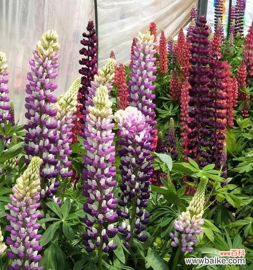 传递美丽的魅力与温暖的祝福 美丽之花——康乃馨的花语