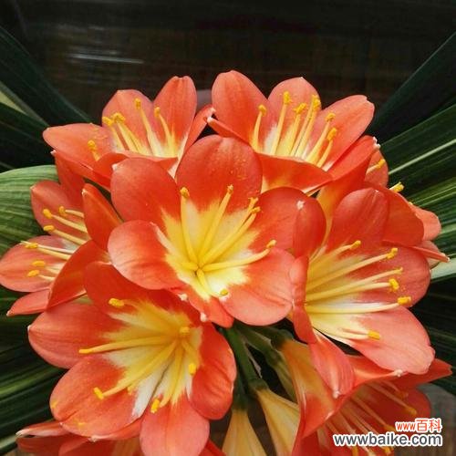 呈现美好 美好之花