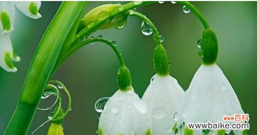 解读红色玫瑰的负面花语 「以红色玫瑰的花语」的另一面