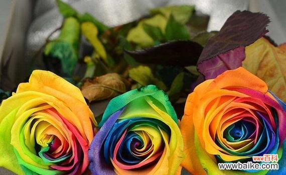 解读红色玫瑰的负面花语 「以红色玫瑰的花语」的另一面