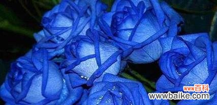 以牵牛花为纽带的轮回之旅 轮回之花