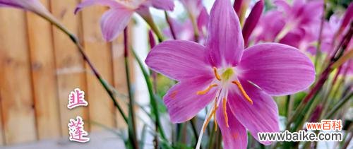 以牵牛花为纽带的轮回之旅 轮回之花