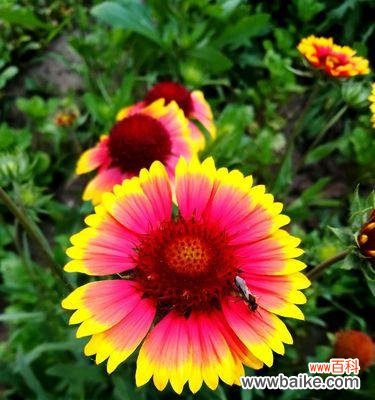 以牵牛花为纽带的轮回之旅 轮回之花