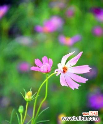 用康乃馨传递默默守护的爱 默默守护的爱——以康乃馨的花语为主题