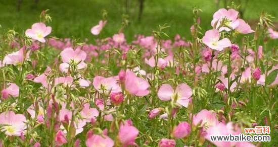 用康乃馨传递默默守护的爱 默默守护的爱——以康乃馨的花语为主题