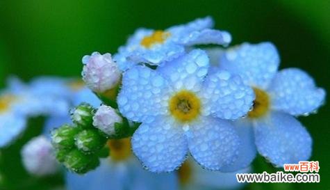 探寻菊花的花语 迷茫之花