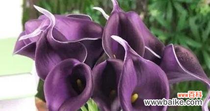 探寻菊花的花语 迷茫之花