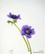 追寻梦想的路上 梦想之花——向阳葵