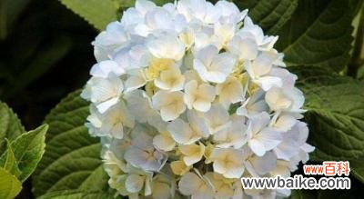 菊花 以菊花为花语的偏爱之旅