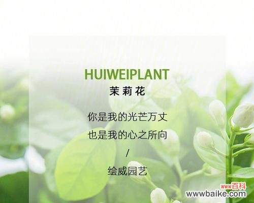 菊花 以菊花为花语的偏爱之旅