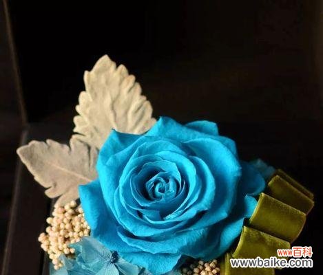 以百合的花语感受陪伴和爱意 花语永伴一生，诠释爱情的美丽