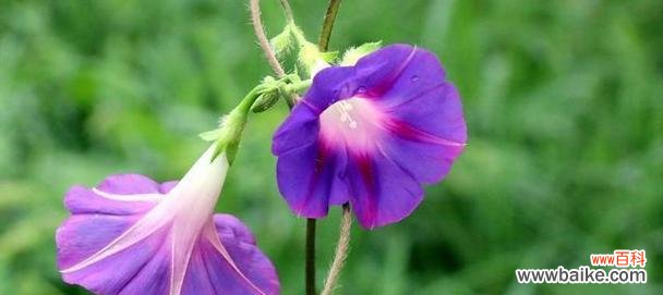 以菊花为载体 用菊花诠释努力的花语