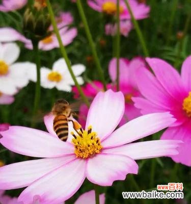 向日葵 永远快乐的花语——以向日葵为例