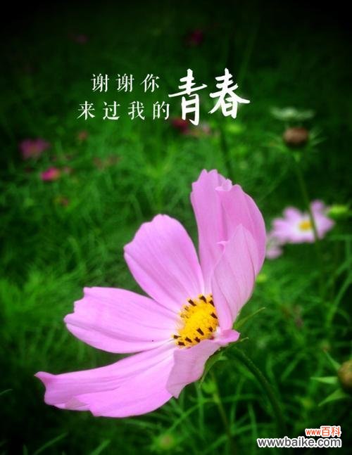 向日葵 永远快乐的花语——以向日葵为例