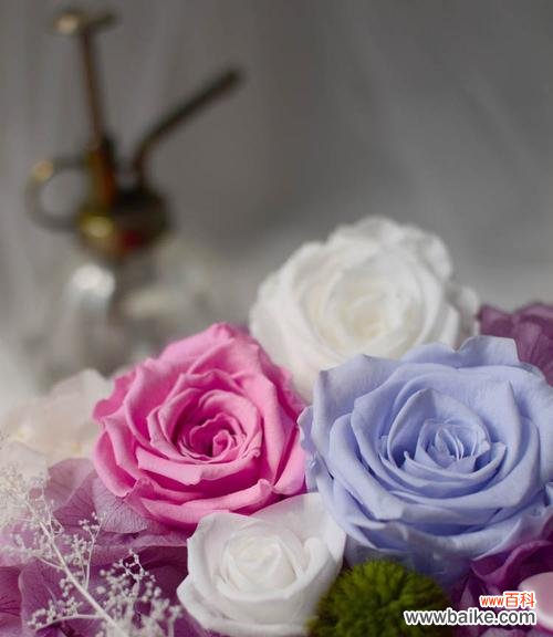 唯爱不灭 永生之花