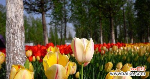 探寻白色玫瑰花的花语 以白色玫瑰花的花语为永恒友谊