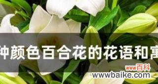 传递友谊情谊的菊花花语 以菊花为主题的友谊花语