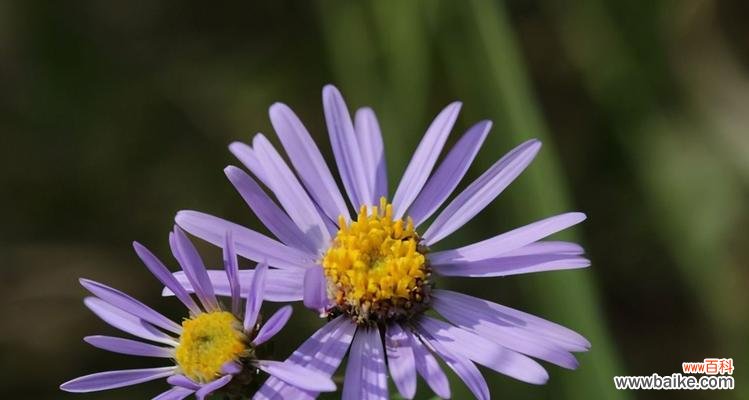 用花开语诠释无价的友谊 友情之花——以康乃馨的花语描绘友情之美