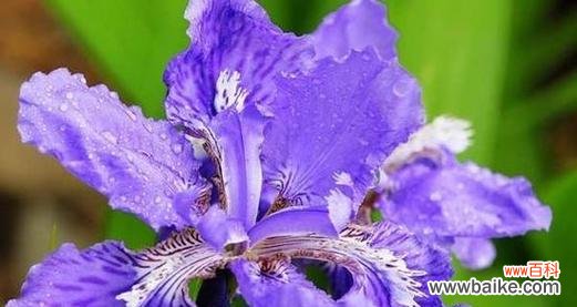 用花开语诠释无价的友谊 友情之花——以康乃馨的花语描绘友情之美