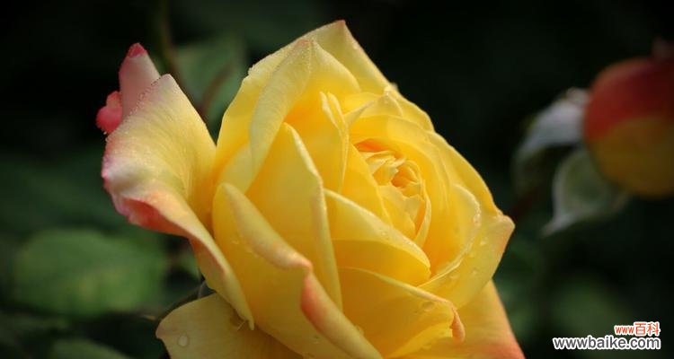 探寻百合的高贵与典雅 优雅之花