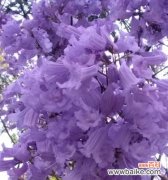 探寻百合的高贵与典雅 优雅之花