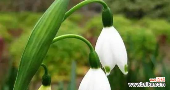 探索勇气的花朵——蔷薇的花语 勇敢如蔷薇花语启迪内心