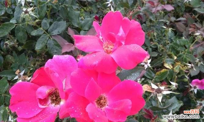 探索勇气的花朵——蔷薇的花语 勇敢如蔷薇花语启迪内心