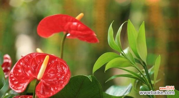 以阳光和希望为 以向日葵的花语为主题，探讨越来越好的美好变化