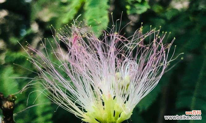 用花语表达宽恕之美 《原谅的花语》
