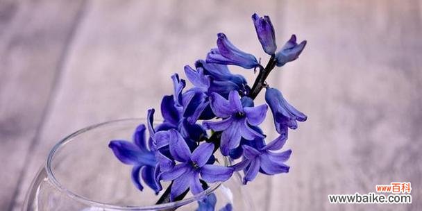 用花语表达宽恕之美 《原谅的花语》