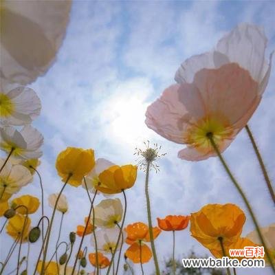 一朵花的遇见与缘分 缘起花开