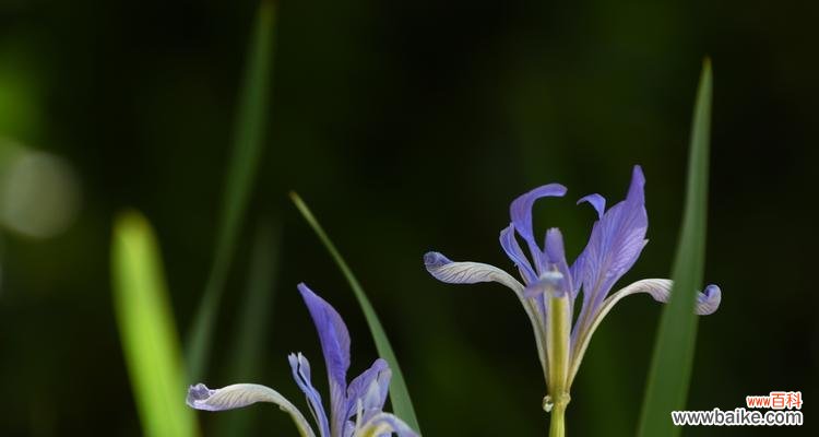 一朵花的遇见与缘分 缘起花开