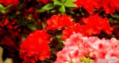 百合花 友谊长存——以百合花的花语为主题