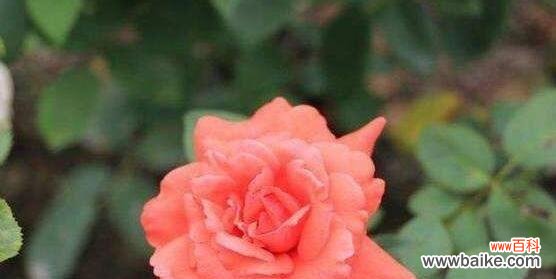 用鲜花演绎真诚之美 真诚之花