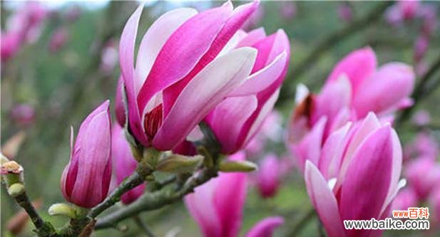 探寻占有欲为主题的紫罗兰花语传达的意义 以紫罗兰花的花语揭示占有欲心理的奥秘