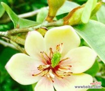 以康乃馨为媒介传递温暖的祝福 花语告白早日康复