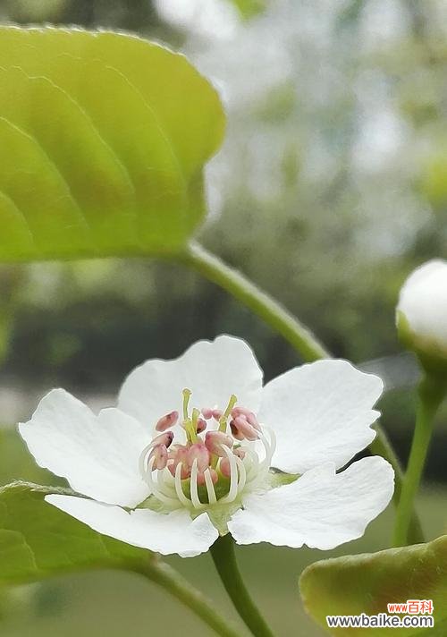 以百合花为主题的告别之意 别离之花