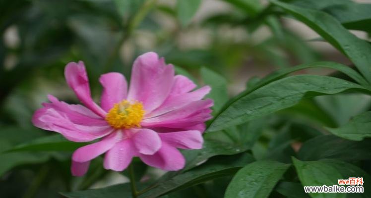 向日葵的花语揭示真诚之心 真诚之花——以向日葵为主题的花语文章