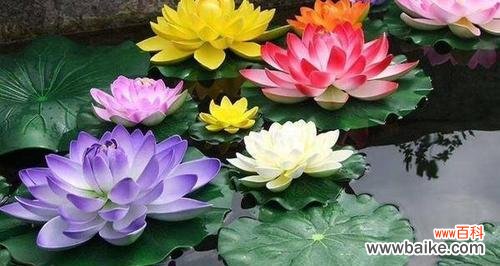 用花语传递友谊的深情 花语挚友——以百合花为主题的文章