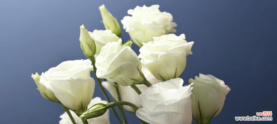 以石竹为象征 挚爱之花