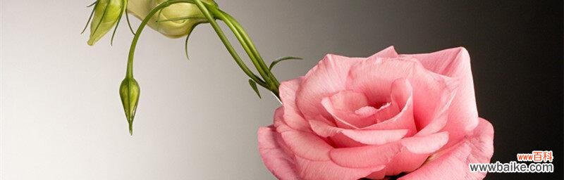 以石竹为象征 挚爱之花