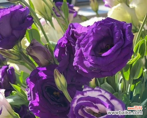 玫瑰花的花语传递着永恒爱情的誓言 至死不渝的爱——以玫瑰花为主题的花语