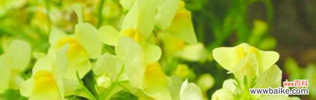 捧一束康乃馨 《以康乃馨为主题的花语故事》