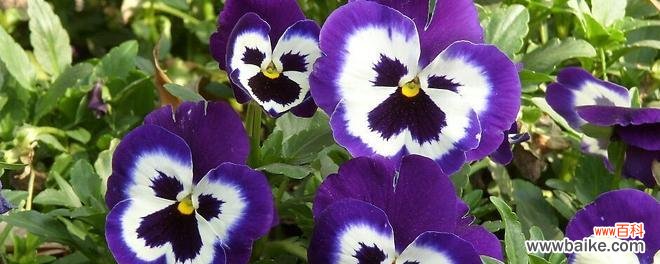 以什么花的花语为主题的探索与思考 重生之花