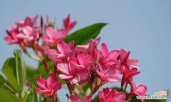 以什么花的花语为主题的探索与思考 重生之花