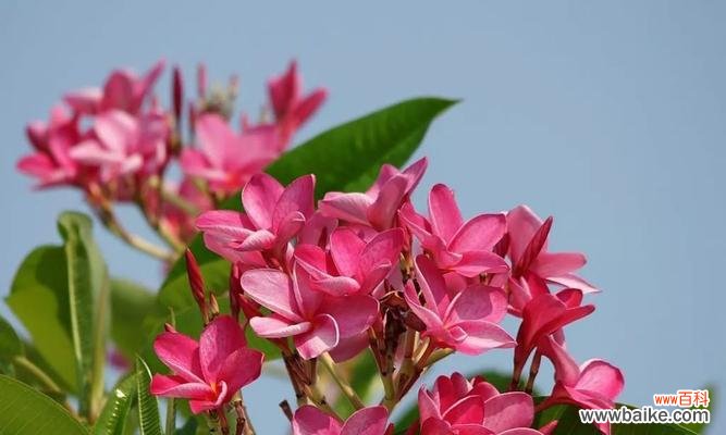 以什么花的花语为主题的探索与思考 重生之花